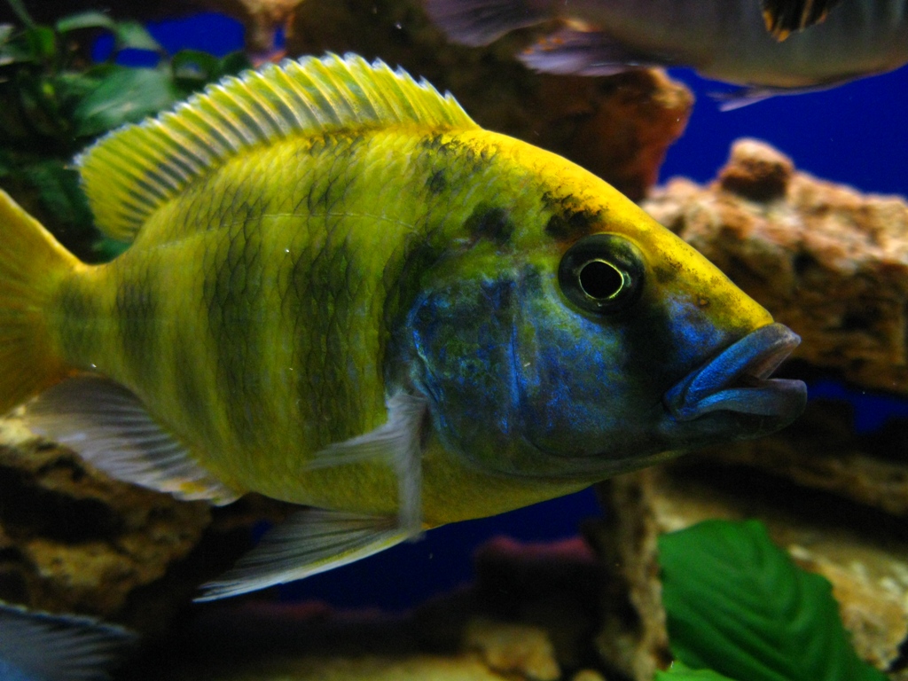 Nimbochromis venustus